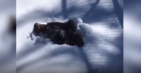 Nagrała pobudkę niedźwiedzia grizzly. "Mama jest z ciebie dumna"