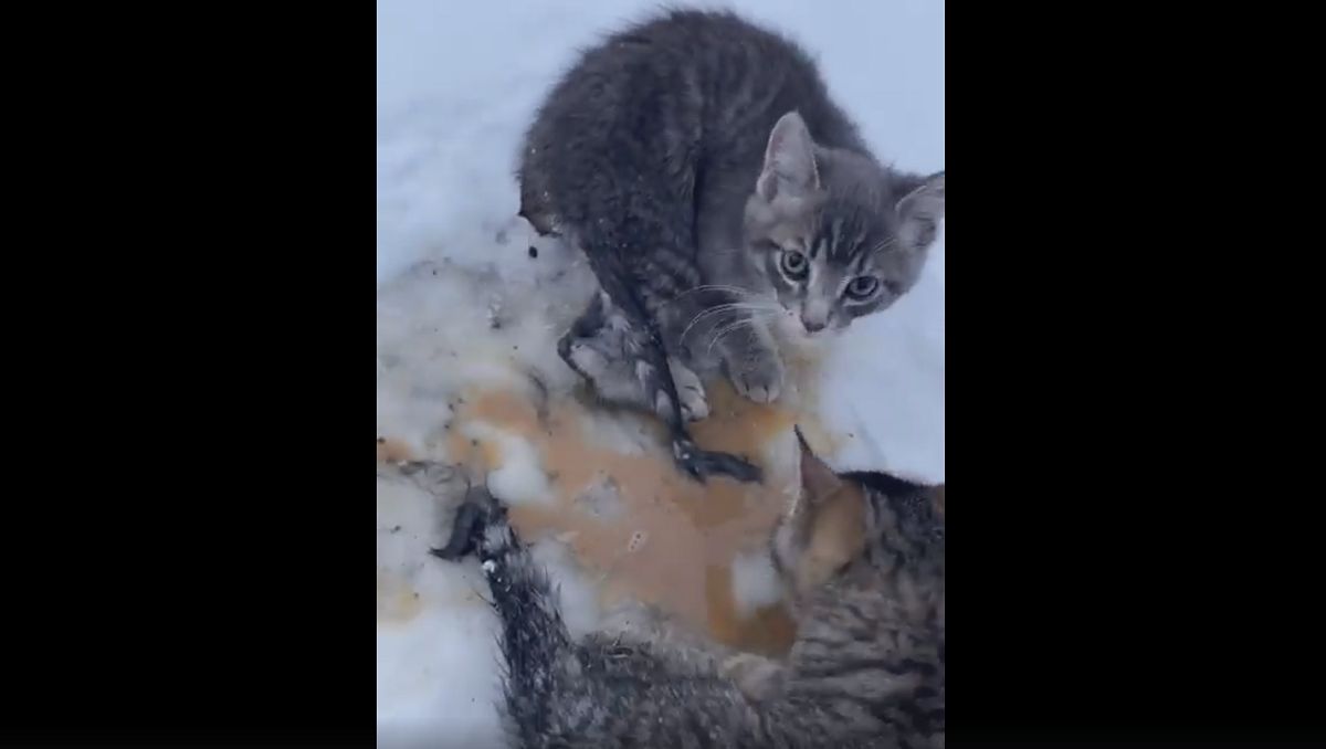 Mieszkaniec Kanady pomógł trzem kociakom w opresji.
