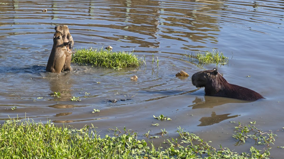 Kapibary przeszkadzają mieszkańcom prestiżowego osiedla