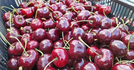 Skontrolowali targ. Tak oszukują na czereśniach