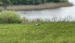 Bociany odlatują wcześniej niż zwykle