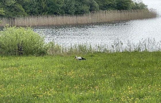 Bociany odlatują wcześniej niż zwykle