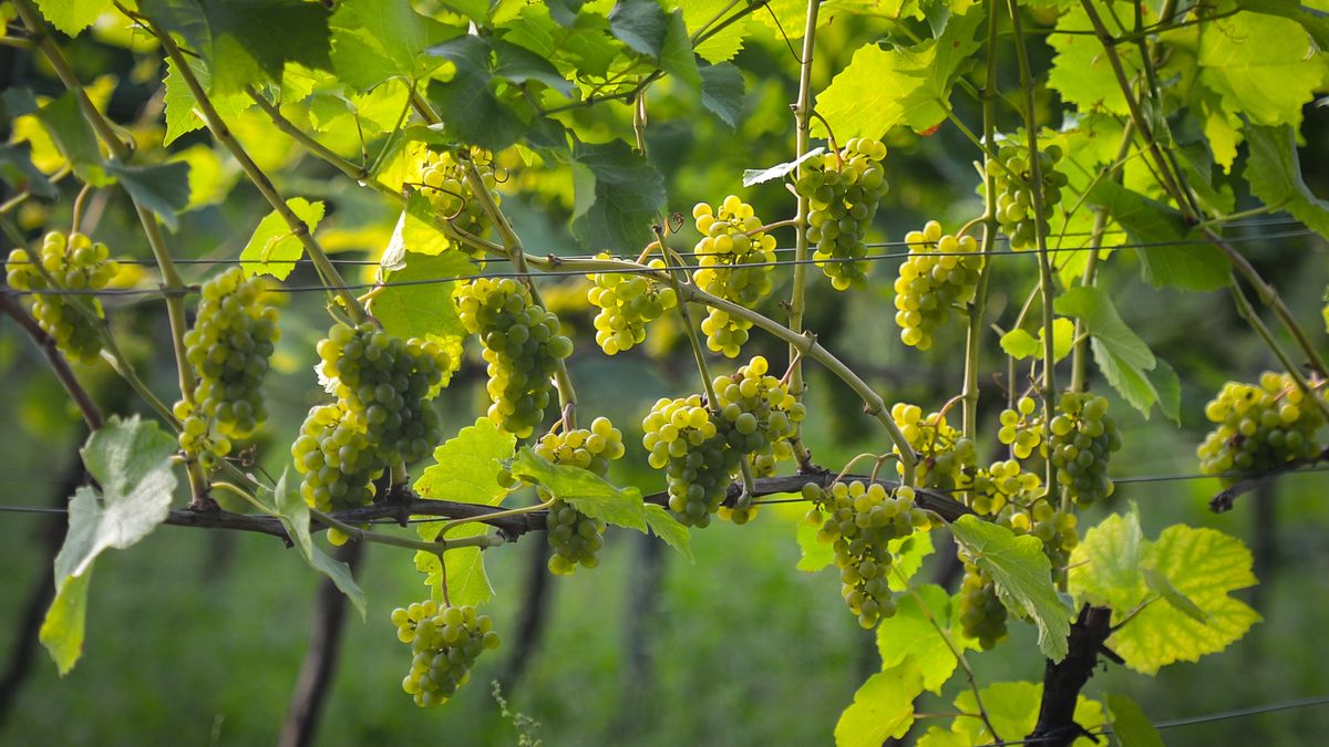 Grape picking season in Poland
A view of grapes on vines at Srebrna Gora Vineyard, a picturesquely situated vineyard in the Vistula valley at the foot of the Camaldolese monks Monastery in Bielany. It is one of the largest vineyards in Poland and covers an area of 28 hectares.
On Friday, August 25, 2017, in Bielany, Krakow, Poland. (Photo by Artur Widak/NurPhoto via Getty Images)
NurPhoto
Appoach, Artur Widak, Bielany, Camaldolese Monastery, Camaldolese Monks, Chardonnay, Close, Cracow, Europe, Grape, Grape Picking, Grape Picking Season, Krakow, Lidl, Main, Nears, Poland, Polish, Polish Wine, Polka, Polka Wine, Srebrna Gora, Srebrna Gora Vineyard, Vineyard, Wine, Wine Sales, business, culture, daily life, market, nurphoto