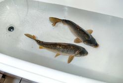 Pozycja karpia nie jest zagrożona. Wciąż króluje na stołach w Wigilię