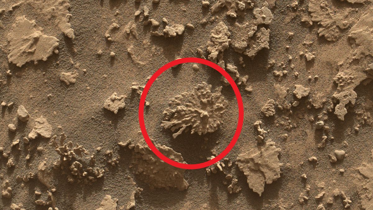 Marsjański "koralowiec" 