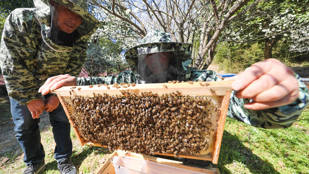 Tylko w maju w trzech pasiekach na terenie Brudzewa, Marulewa i Tarnowa (woj. wielkopolskie) padło aż 2 miliony pszczół.