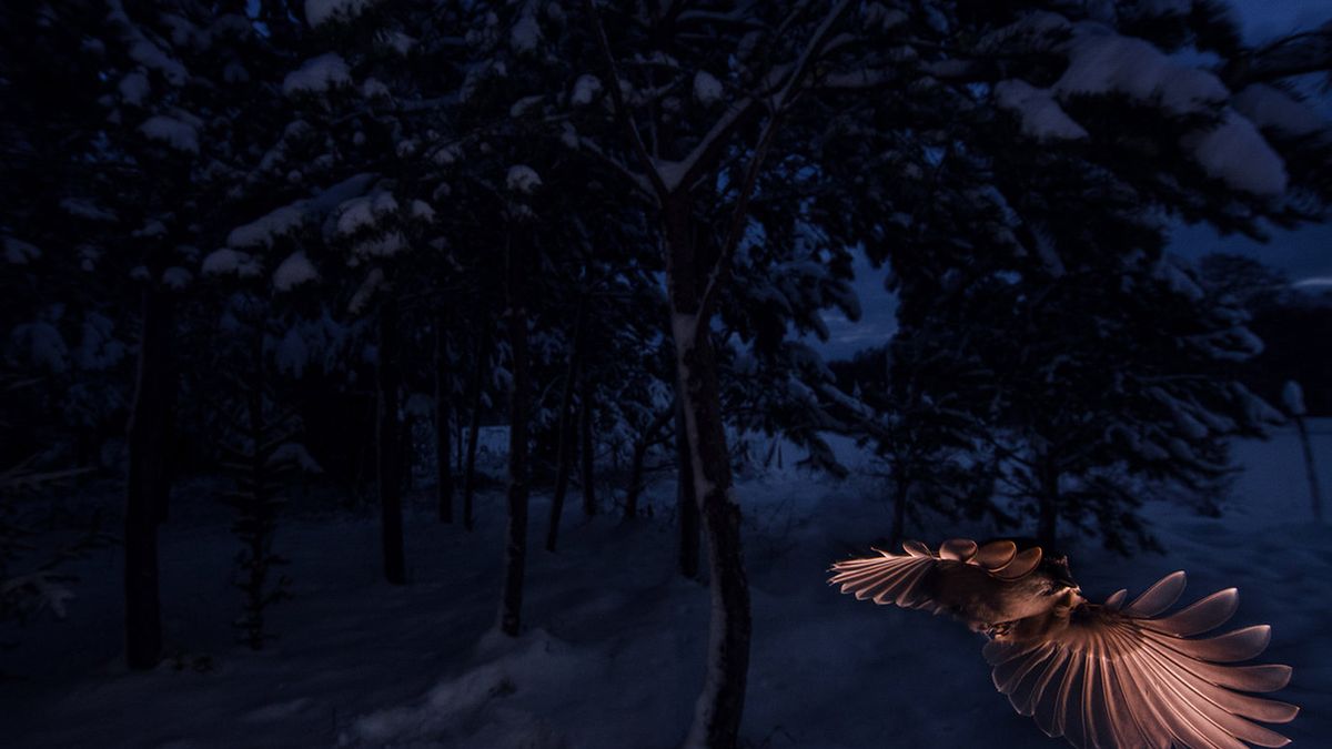 Łukasz Bożycki jedynym Polakiem nagrodzonym na prestiżowym konkursie fotografii przyrodniczej ASFERICO 2017 1