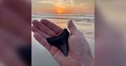 Niesamowite odkrycie. Ząb prehistorycznego potwora znaleziony na plaży