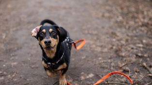 Radom: Spacer socjalizacyjny z Dog School i Anią Górką nad zalewem