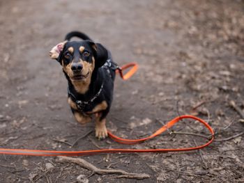 Radom: Spacer socjalizacyjny z Dog School i Anią Górką nad zalewem