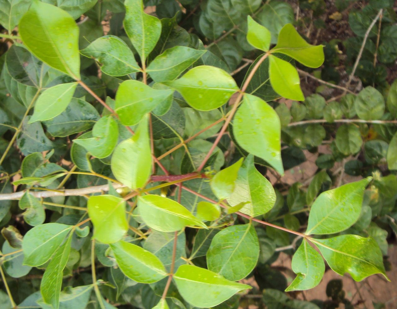 Commiphora caudata, Vinayaraj, CC BY-SA 3.0