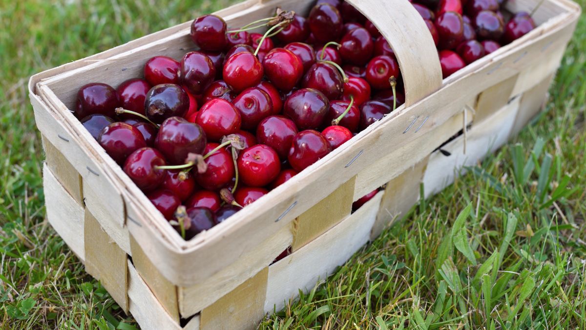 Robaczywe czereśnie