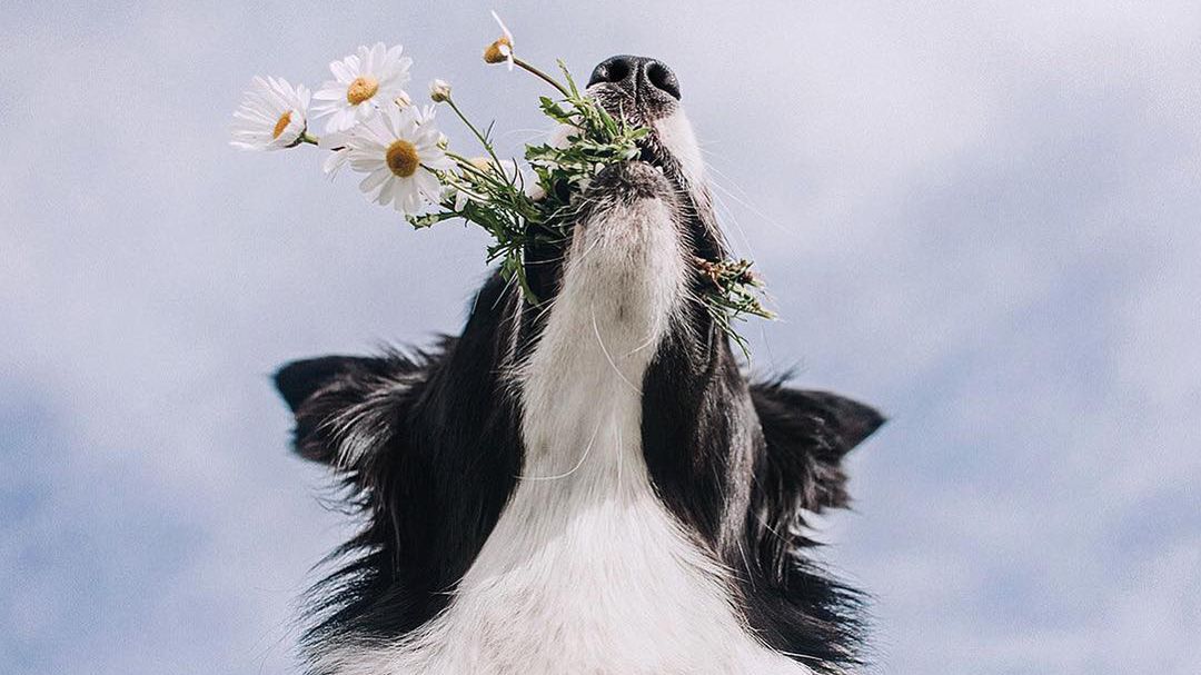 Wychodzisz na spacer z psem? Wyprowadź też swój aparat 1