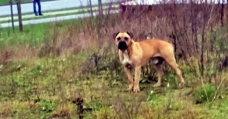 Agresywny amstaff zaatakował. Policja prosi o pomoc