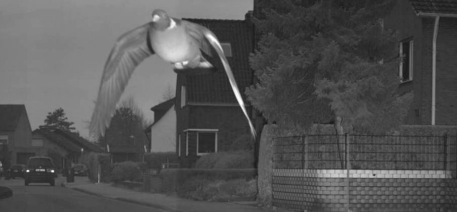 Niemcy. Gołąb przekroczył prędkość. Fotoradar zrobił mu zdjęcie