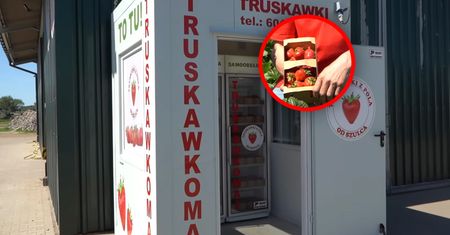 Szał na truskawki z automatu. "O 22:00 też kupują"