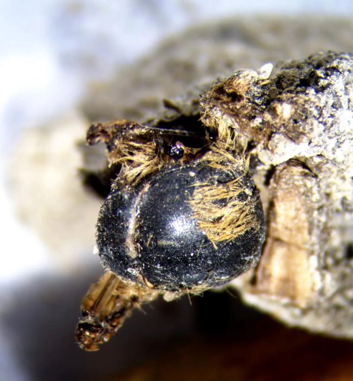 The back of the fossilized bee