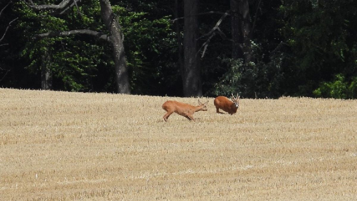 Trwa okres godowy saren. 