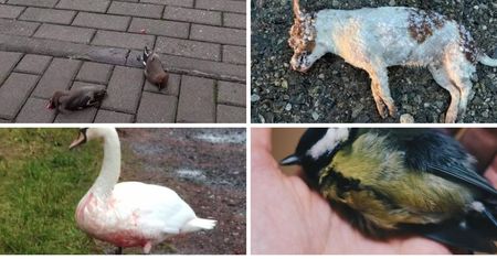 Czasami cisza mówi więcej niż tysiąc wybuchów: dlaczego warto wybrać Sylwestra bez fajerwerków?