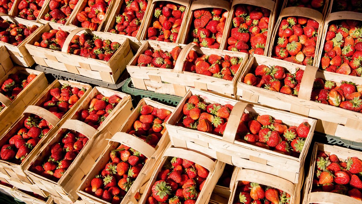 Kto w tym roku zbierze owoce i  warzywa? Rolnicy martwią się, że te zgniją na polach