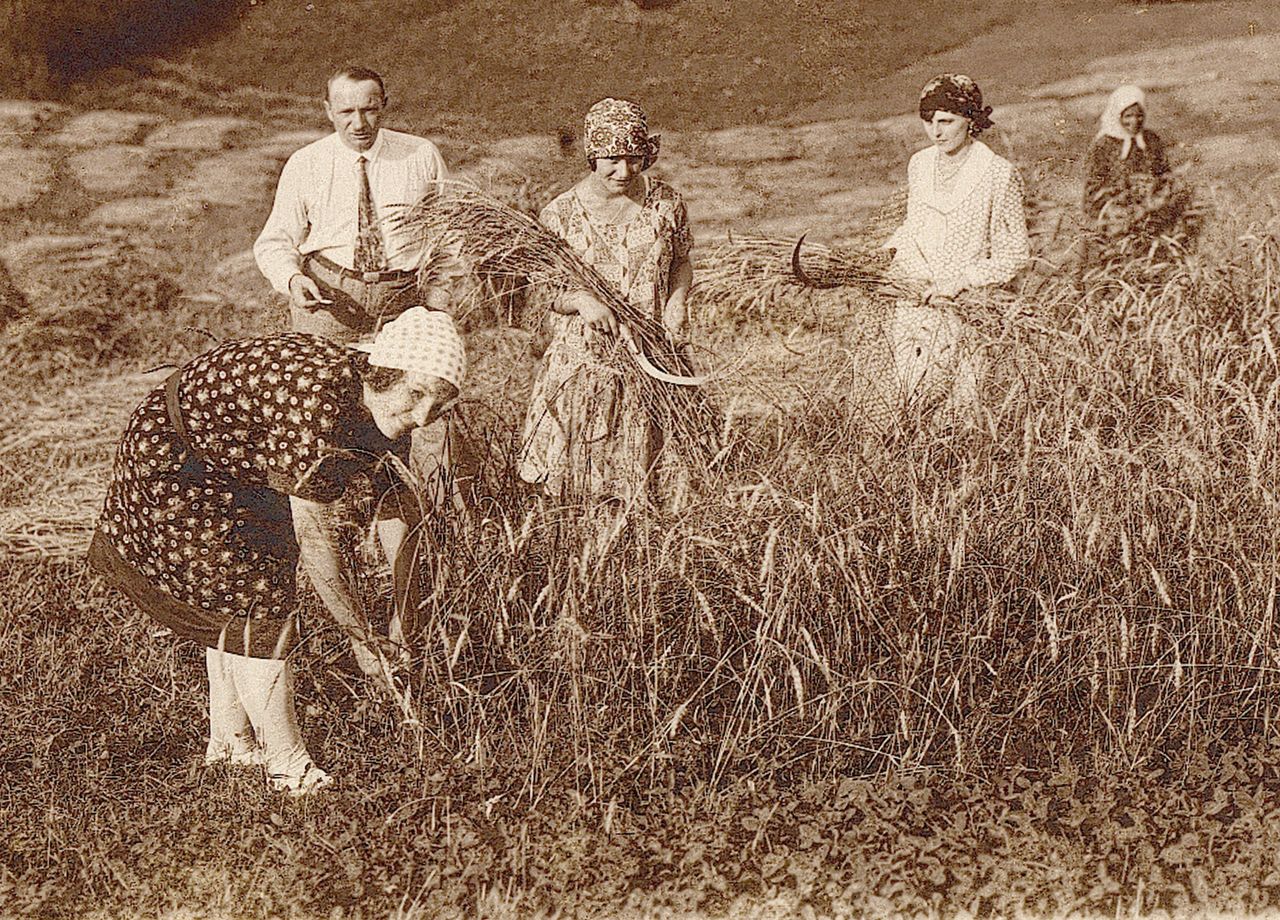 Symboliczny koniec żniw - rodzina ziemiańska dokonuje ostatnich cięć sierpami, kieleckie (reprodukcja z 1932 r.)