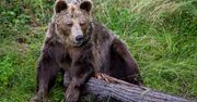 Był już wieczór. Wyłamał drzwi. Oko w oko z niedźwiedziem