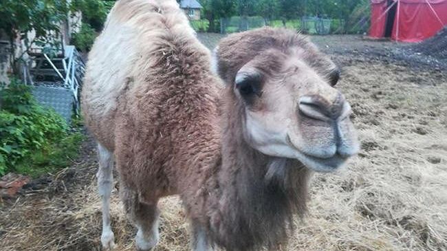 Wrocław. Chcą uratować wielbłądzią rodzinę przed cyrkiem. Pomóżcie Centaurusowi