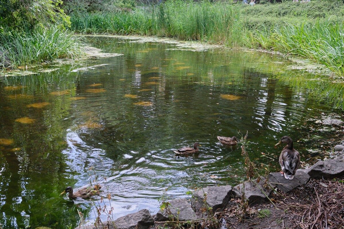Park Saski - kaczki