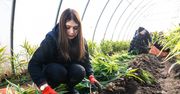 Poznań: Jest Pyrlandia, będzie Imbirlandia? Naukowcy są podekscytowani, trwają zbiory imbiru
