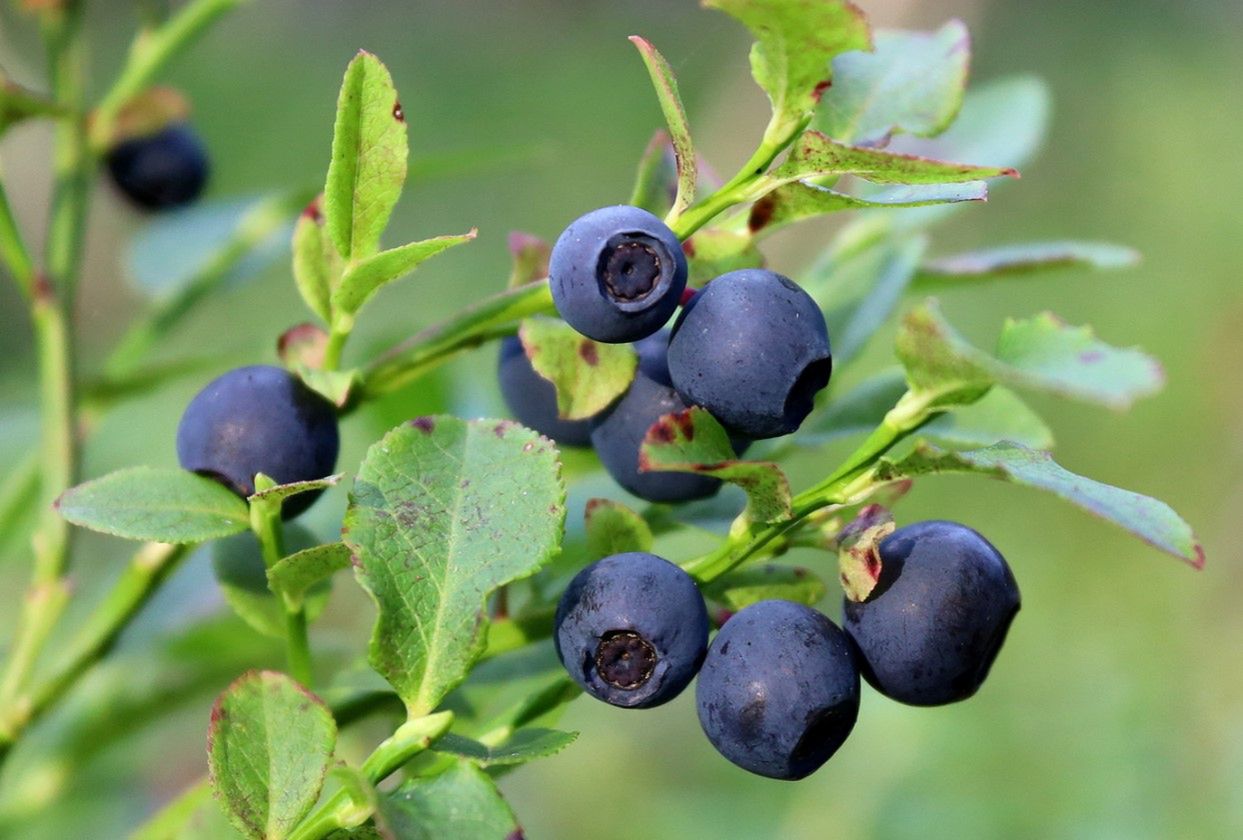 Borówka czernica - charakterystyka, przeciwwskazania, właściwości lecznicze