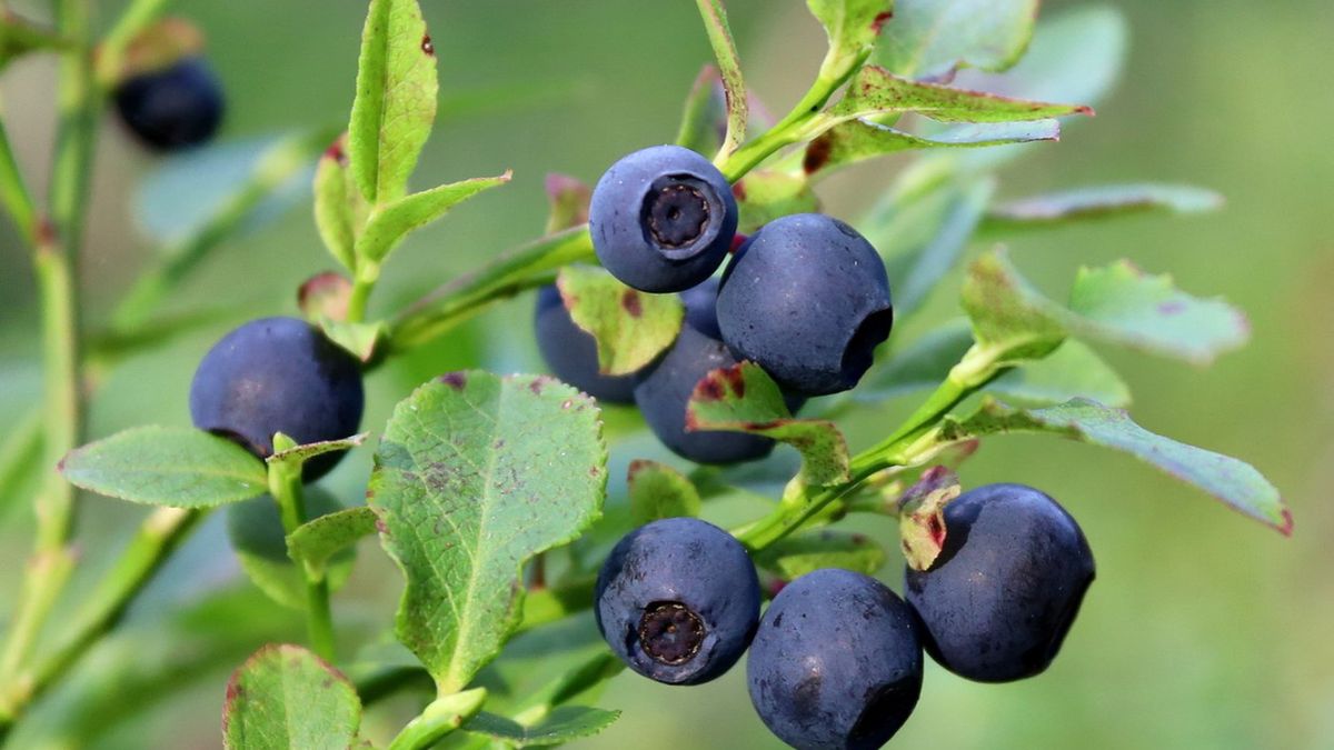 Borówka czernica zawiera między innymi witaminę C, selen, miedź oraz mangan.