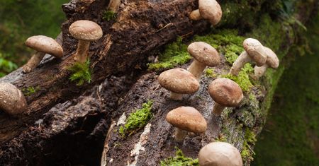 Grzyby shiitake – właściwości zdrowotne