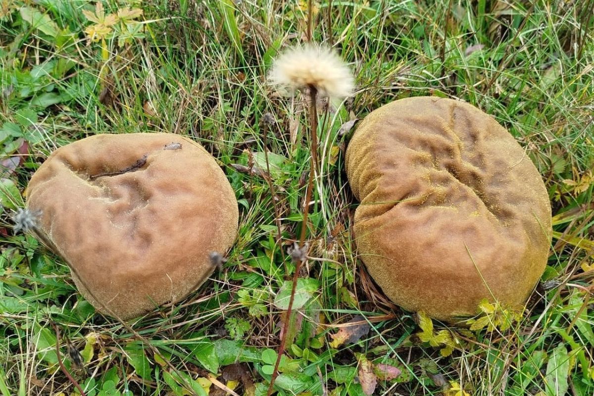 Leśnicy pokazali giganty. Ukrywały się w trawie