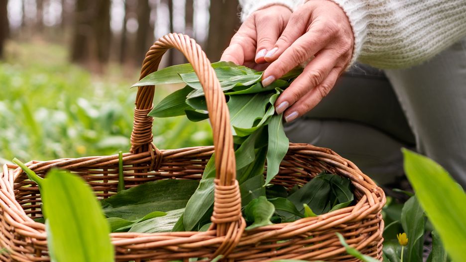 herb, wild garlic, woman, picking, ramson, herbal, plant, harvesting, spring, basket, wild, garlic, green, leaf, hand, wicker, springtime, forest, woodland, outdoors, alternative, medicine, healthy, organic, food, ingredient, bear leek, allium ursinum, female, person, meadow, people, gathering, nature, lifestyle, environment, harvest, fresh, collection
