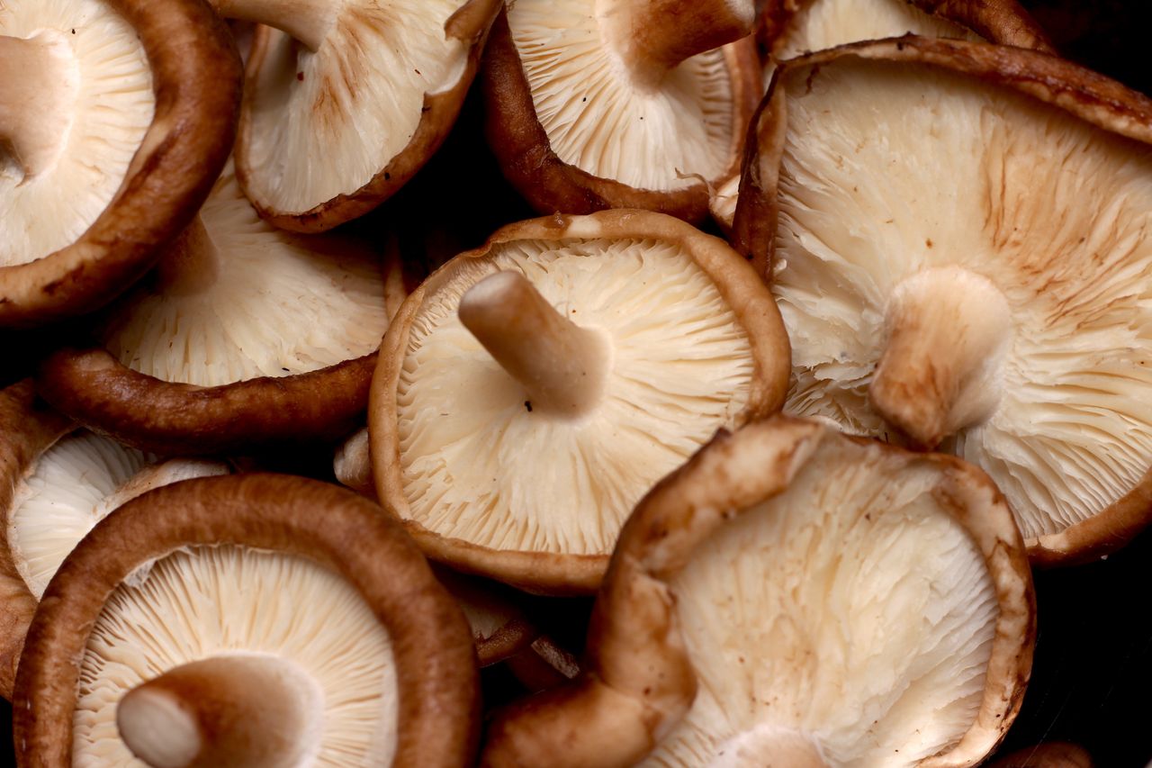 Shiitake mushrooms: Culinary star with powerful health benefits