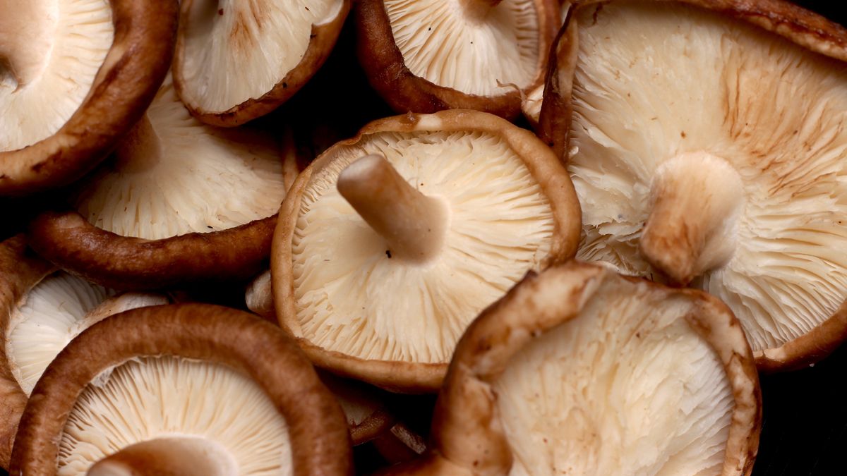 Shiitake