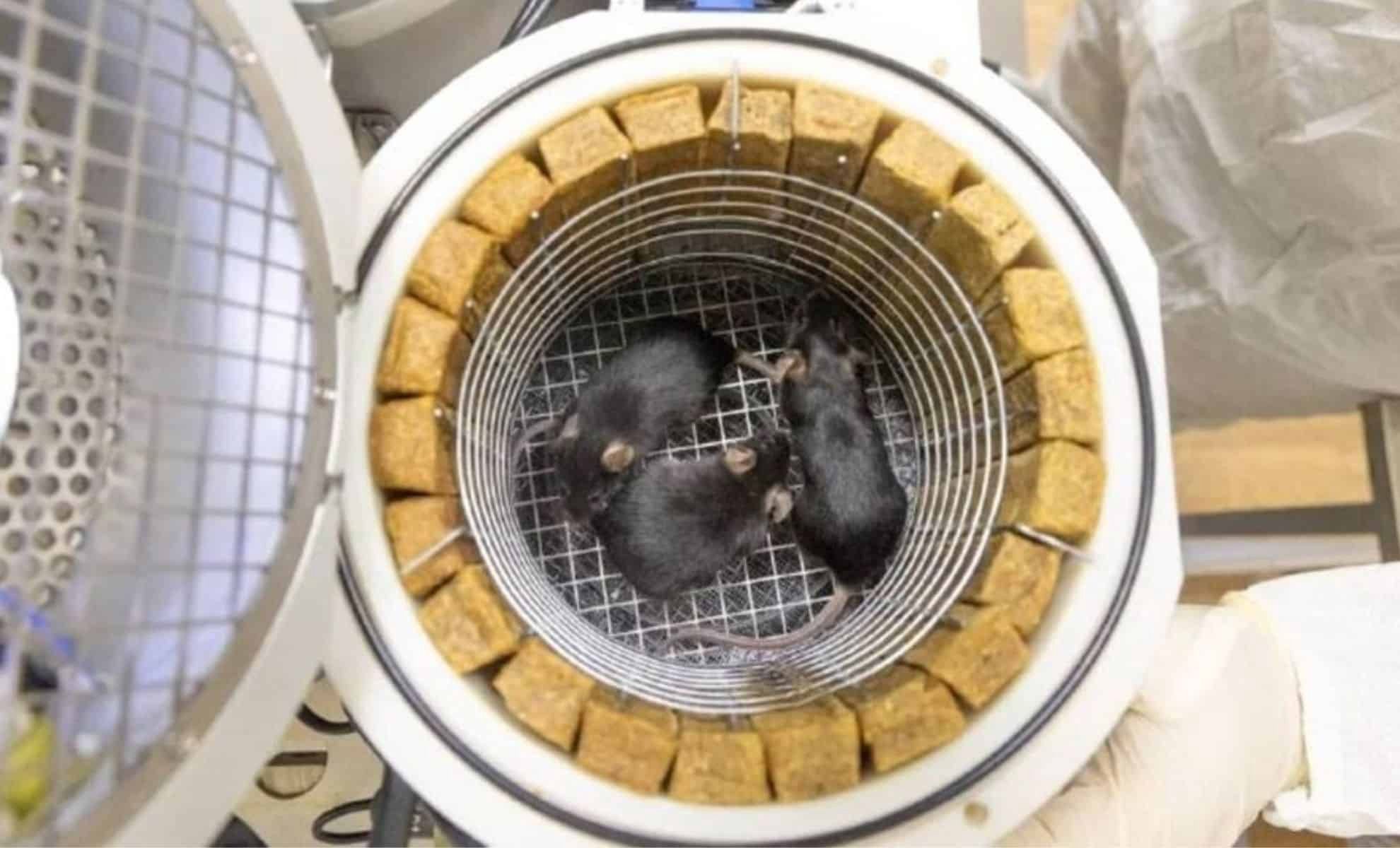Myszy, które znalazły się na pokładzie kapsuły Bion-M No. 2.