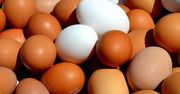 Polska jajeczną potęgą. Co szóste jajo na świecie pochodzi z polskiego kurnika