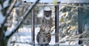 Gdańsk: Ferie wśród zwierząt. Zimowa Akademia Zwierząt 2026 w zoo. Trwają zapisy