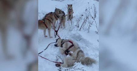 Drzemka psów husky podczas trasy. Zabawne nagranie podczas jazdy psim zaprzęgiem