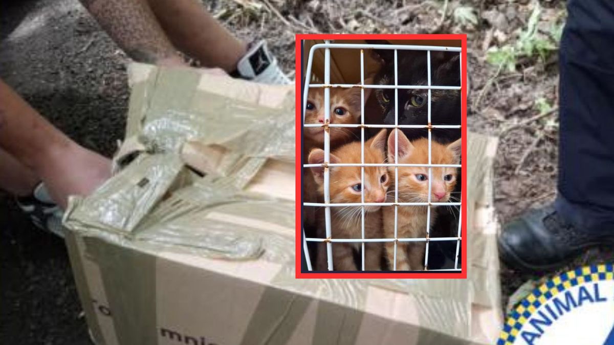 Koty znalezione w kartonie