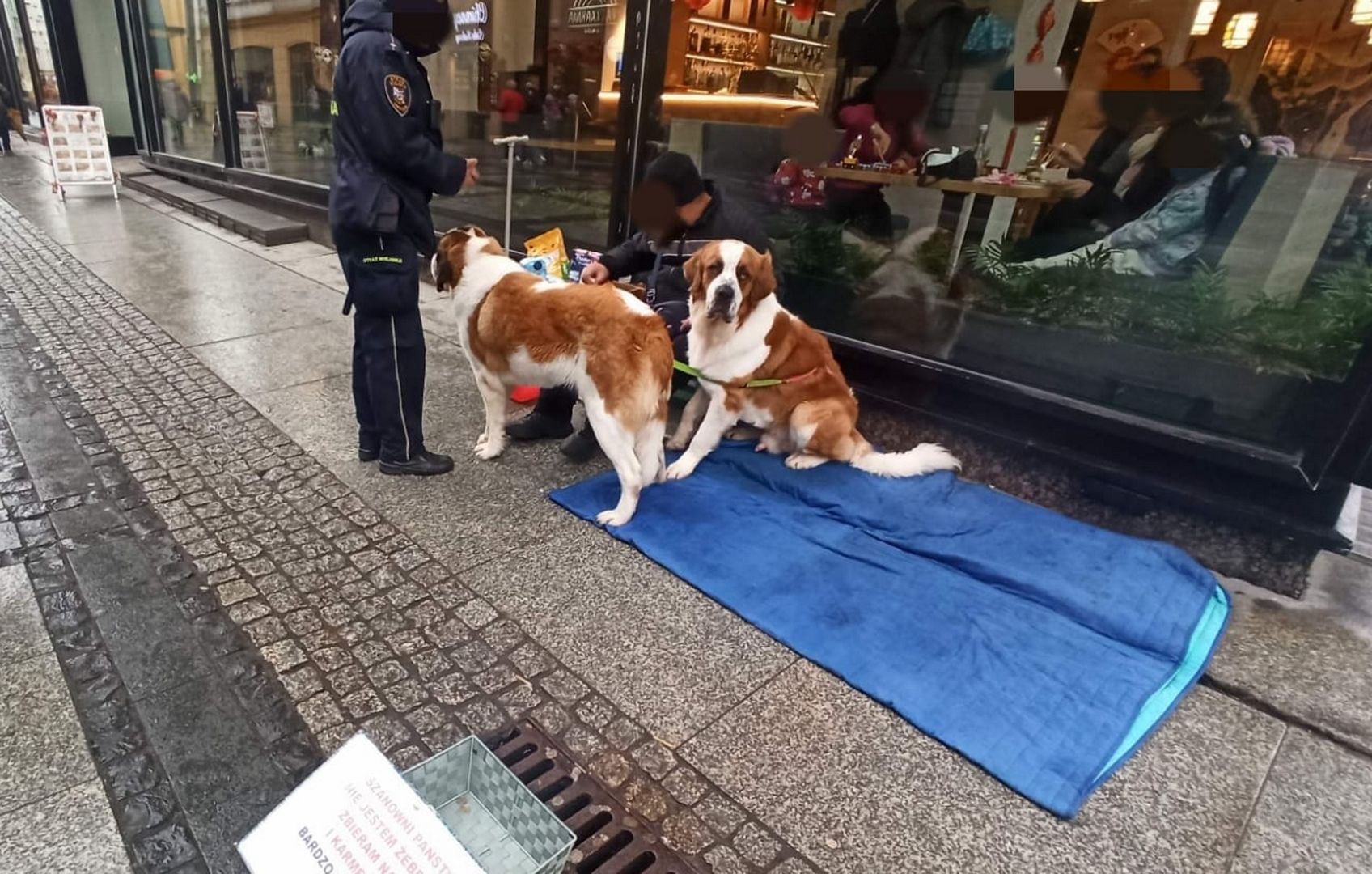 Zauważyli na ulicy mężczyznę z psami. Obok stała kartka. Surowy mandat