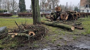 Gorzów: Ponad 500 drzew pójdzie pod topór