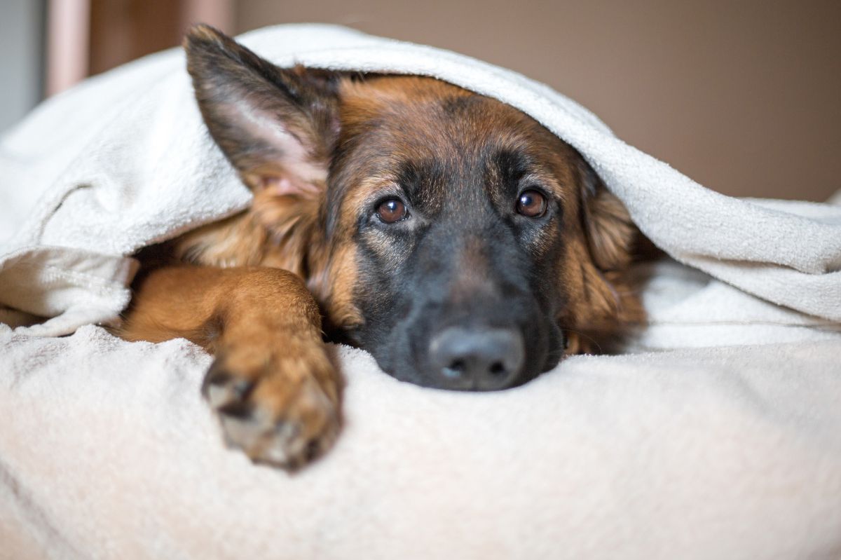 Pies śpi z tobą pod kołdrą? Musisz wiedzieć, że to niebezpieczne