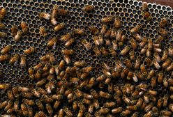 Bzyczący pomocnicy naukowców. Holenderskie pszczoły w walce z koronawirusem