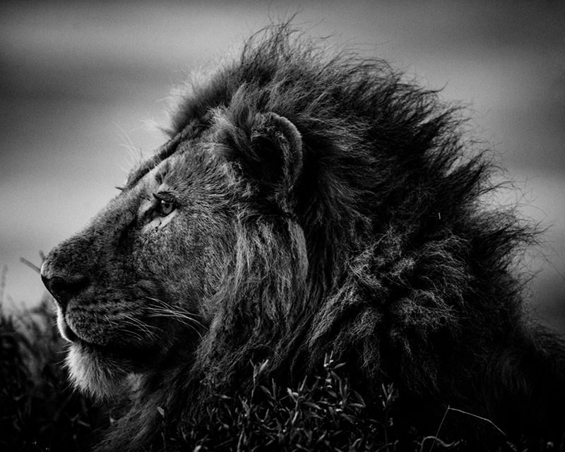 Laurent Baheux ujął charakter Afryki w czarno-białych portretach zwierząt 2