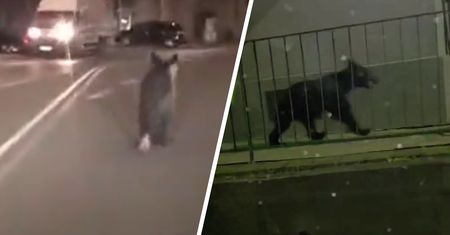 Niedźwiedź w Przemyślu, nowe nagrania. Zwierzę już uciekło z miasta