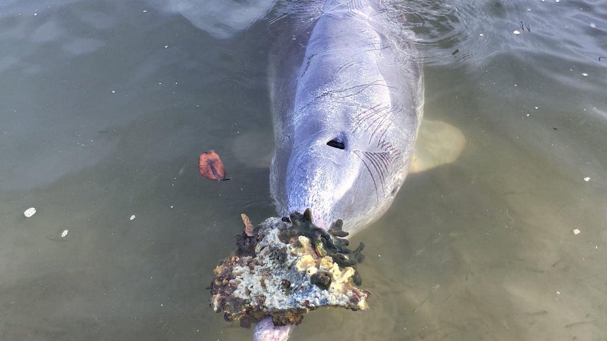Australijski lokal Barnacles Cafe & Dolphin Feeding może pochwalić się wyjątkową atrakcją