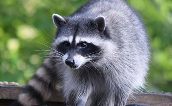 Nowy gatunek pasożyta w Polsce. Przywędrował z Ameryki Północnej