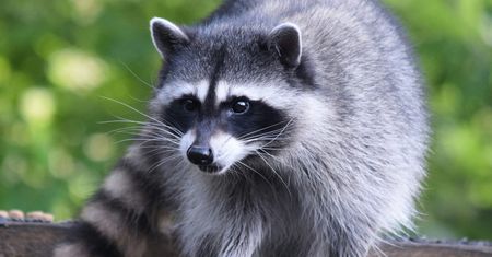 Nowy gatunek pasożyta w Polsce. Przywędrował z Ameryki Północnej